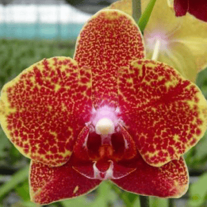 Phal. Phalaenopsis #004 (Seedling)