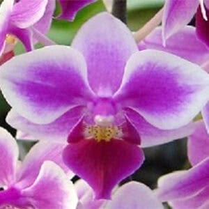 Phal. Phalaenopsis #027 (Seedling)