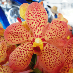 Mok. Thailand x Sun Spot