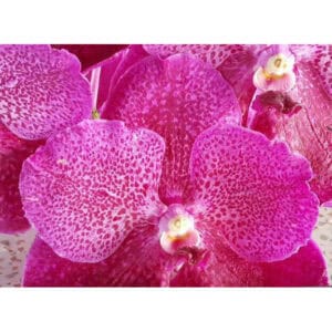 V. Chulee Delight (Seedling)