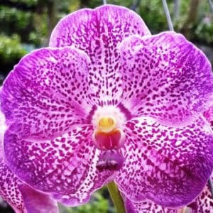 V. Luk Gordon [Dr x Gordon] (Seedling)