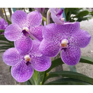 V. Robert Blue #222 (Seedling)