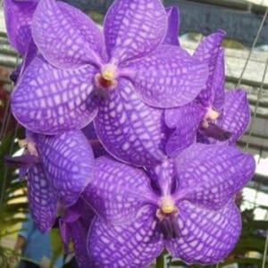 V. Sansai Blue (Seedling)