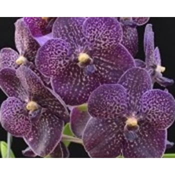 V. Wirat Gordon (Seedling)