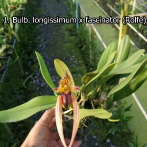 Bulb. Longissimum x fascinator(Rolfe)