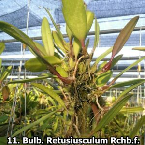 Bulb. Retusiusculum Rchb.f.