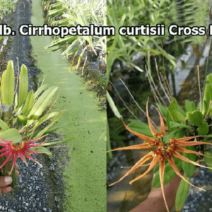 Bulb. Cirrhopetalum curtisii cross hybrids