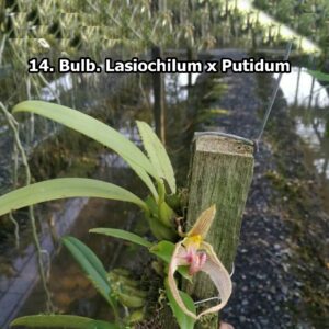 Bulb. Krairit Vejvarut