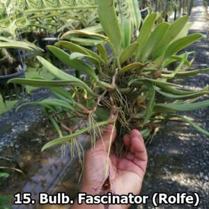 Bulb. Fascinator (Rolfe)