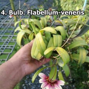 Bulb. Flabellum - Veneris