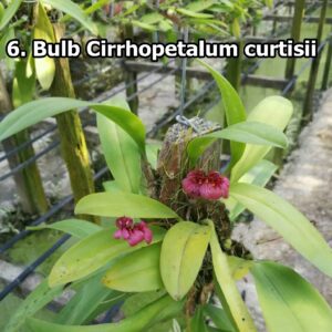 Bulb. Cirrhopetalum curtisii