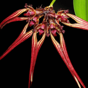 Bulb. Wendlandiounum