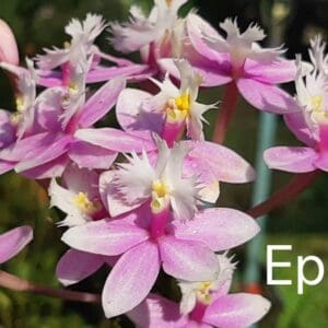 Epi. No.03 light pink