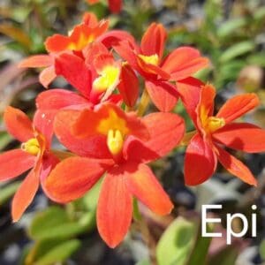 Epi. No.02 Dark pink