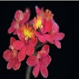 Epi. Star Valley Kagaribi #2887