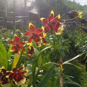 ONC. #3629 Bob cat brown yellow