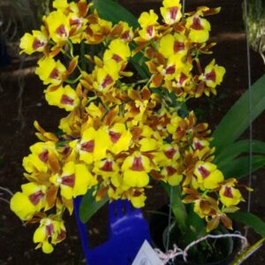 ONC. Btcm.Hwuluduen Chanelon  #3634 (Blooming)