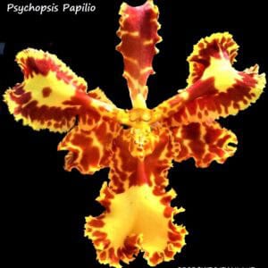 ONC. Psychopsis Papilio (Blooming)