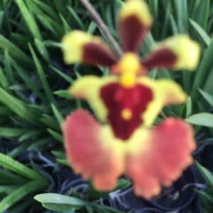 ONC. Ready yellow (Seedling)