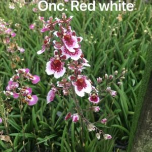 ONC. Red white (Seedling)