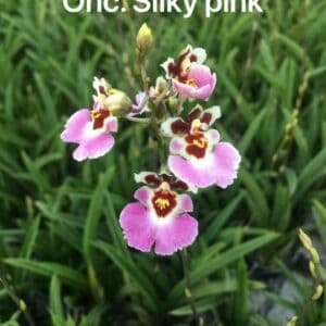 ONC. Silky pink (Seedling)