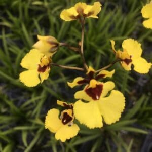 ONC. Yellow brown (Seedling)