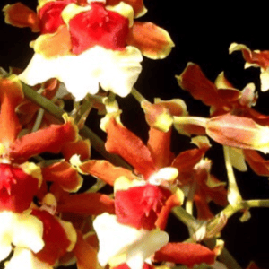 ONC. Calmonara see daa (Blooming)