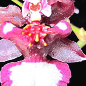 ONC. Fragrance ha nu man (Blooming)