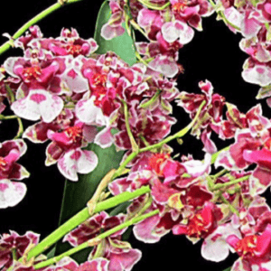 ONC. Fragrance pi pak