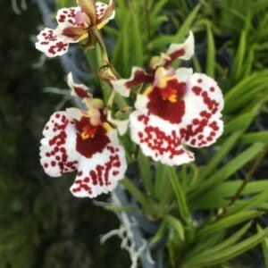 Onc. Brown spot (Seedling)