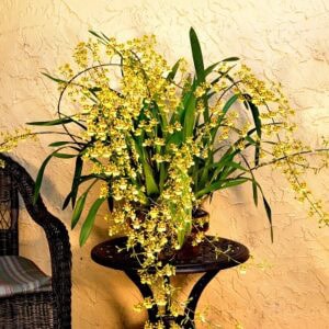 ONC. Sphacelatum plant (Blooming)