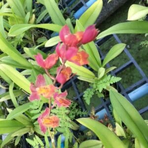 ONC. Lawa brust (Blooming)