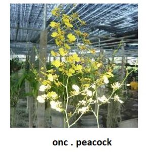 ONC . Peacock