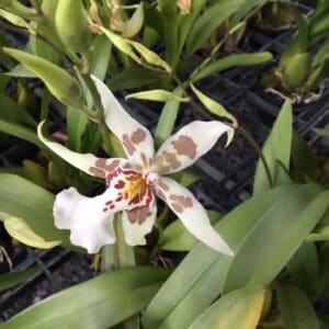 ONC. Bellara (Blooming)