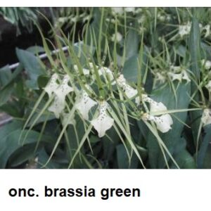 ONC. Brassia green (Blooming)