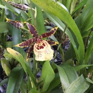 ONC. Flying high star and bar (Blooming)