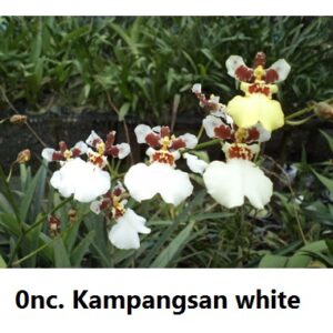 ONC. Kampang san white (Blooming)