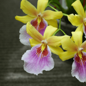 ONC. Milt. sunset (Blooming)