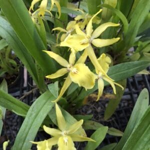 ONC. Sundey best yellow (Blooming)