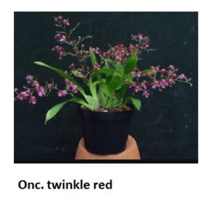 ONC. Twinkle red (Blooming)