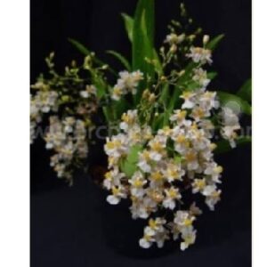 ONC. Twinkle white (Blooming)