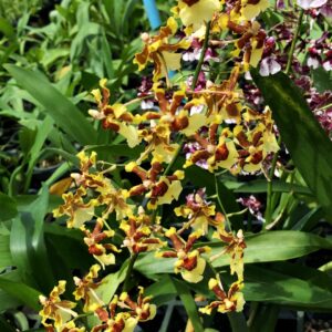 ONC. Alukera #2 (Blooming)