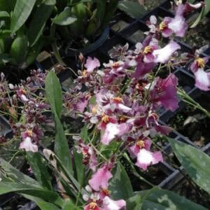 Oncidium Fan Leaf orchids
