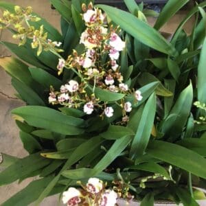 ONC. Jungle monarch (Blooming)