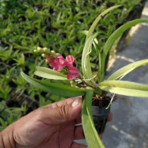 ONC. Lawa brust (Blooming)