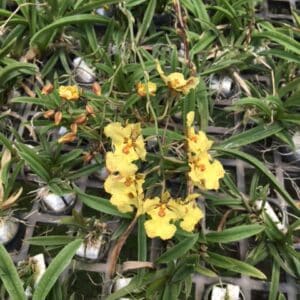 ONC. Midaz #1 (Blooming)