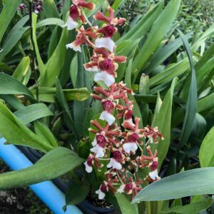 ONC. New fragrant sharry (Blooming)