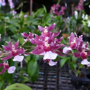 ONC. New sharry baby (Blooming)