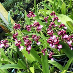 ONC. Pinky sharry (Blooming)