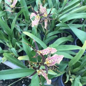 ONC. Shelobe (Blooming)